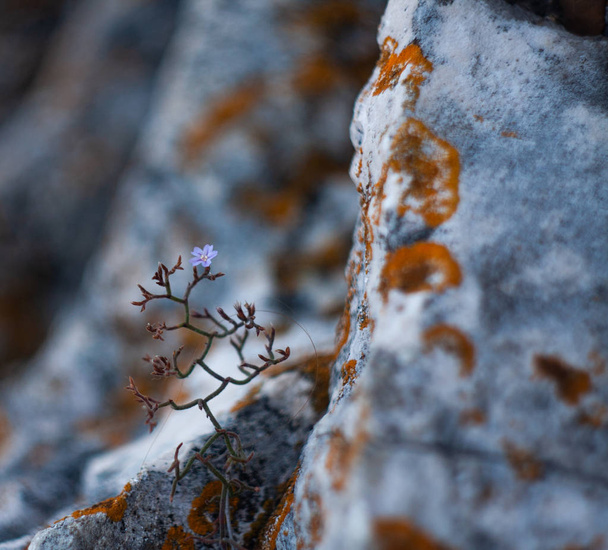 Eenzame paarse plant groeien uit een rots - Foto, afbeelding