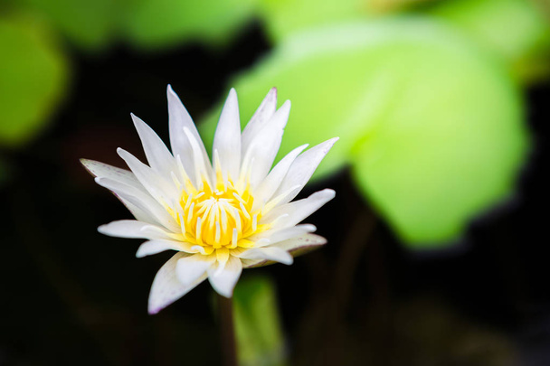 beautiful white lotus bloom - Photo, Image