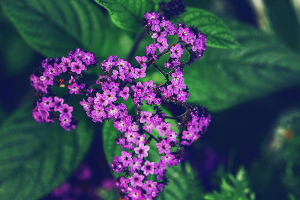 Mooie kleine kleine fee dromerige magische Violet paarse bloemen met groene bladeren op vervaagde onscherpe achtergrond. Donkere kunst Moody bloemen. Afgezwakt met filters in retro vintage stijl.  - Foto, afbeelding