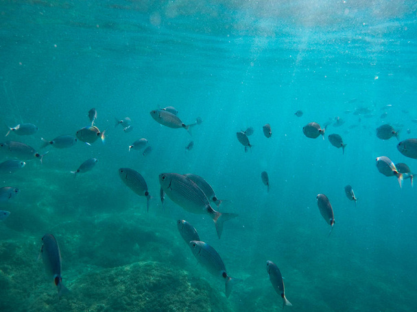 Viele große Fische schwimmen in der Nähe des Tauchers und des Meeresbodens - Foto, Bild