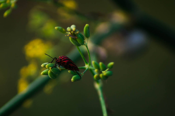 Fotografía macro de un pequeño insecto
. - Foto, Imagen