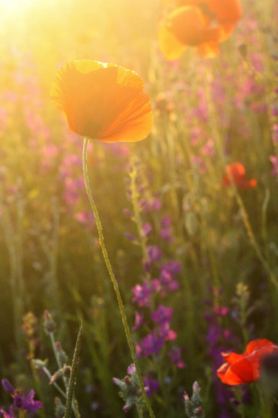 Escénico verano colorido campo de amapolas
 - Foto, imagen