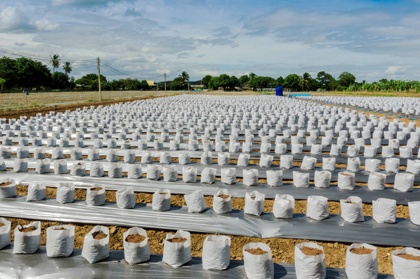 Ряд кокосової крупи в розплідник білий мішок для ферми з фертигацією, система зрошення, яка буде використовуватися для вирощування полуниці
. - Фото, зображення