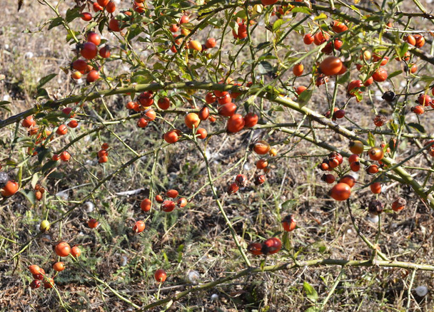 Autumn. Rosehip matures, the fruits contain a lot of vitalin C. - Photo, Image