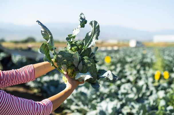 Worker shows broccoli on plantation. Picking broccoli. Tractor and automated platform in broccoli big garden. Sunny day. Woman hold broccoli head. - Φωτογραφία, εικόνα