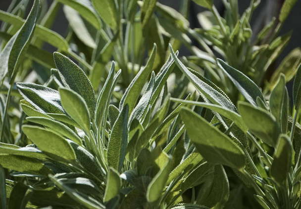Italy, Sicily, Sage plant leaves in a garden - Fotó, kép
