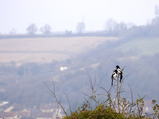 Two magpies perching on a bush - Photo, Image