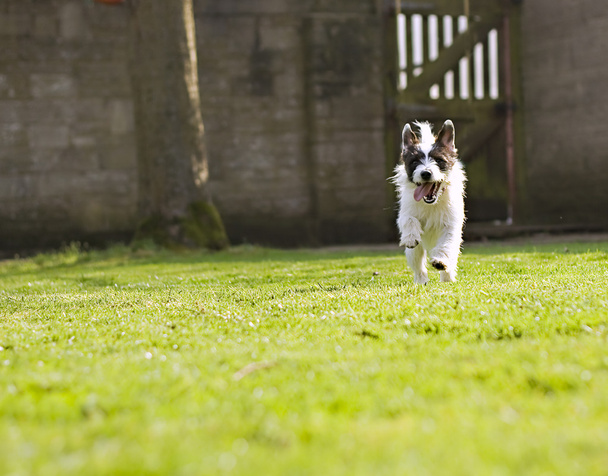 An energetic Jack Russell - Photo, Image