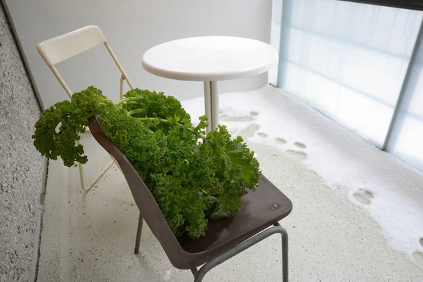 balkonda bir sandalyede lahana  - Fotoğraf, Görsel
