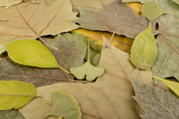 Плоские сушеные листья или лесной пол в камуфляжных цветах
 - Фото, изображение
