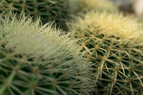 Macro foto di cactus, cactacee o cactus spinosi e soffici
 - Foto, immagini