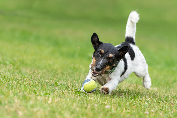 Χαριτωμένο Τζακ Ράσελ τεριέ αρσενικό. Ενεργό σκύλος παίζει με την μπάλα του w - Φωτογραφία, εικόνα