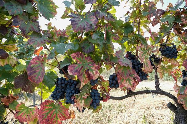 Черный виноград с зелеными листьями в виноградниках Ожоле - Франция накануне сбора урожая - Фото, изображение