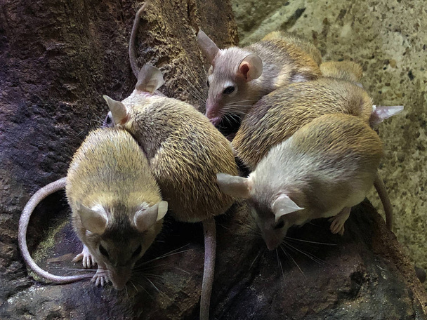 El ratón espinoso de El Cairo (Acomys cahirinus), El ratón espinoso común, ratón espinoso egipcio, ratón espinoso árabe o Die Agyptische Stachelmaus
 - Foto, imagen