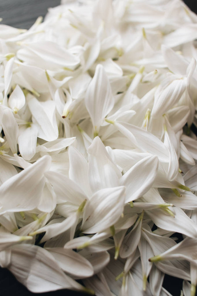 petals of tender white flowers on dark background - Fotoğraf, Görsel