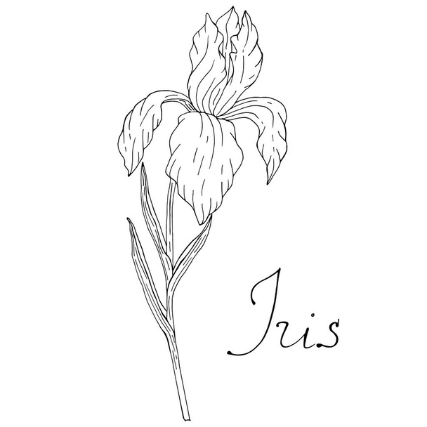 Floral sketch of iris with lettering vector illustration hand drawn flower - Вектор, зображення