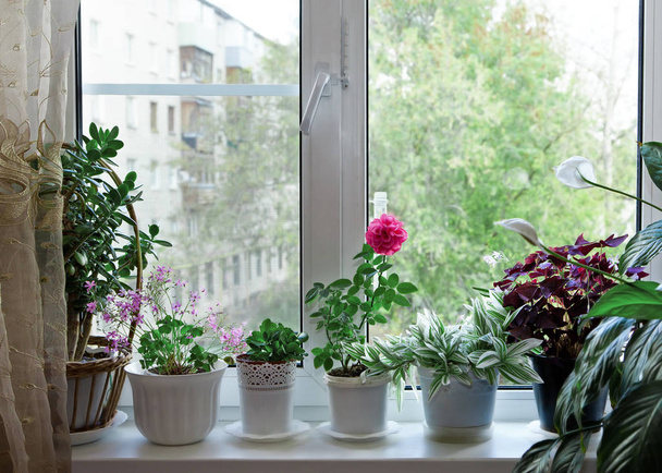 Flowers on a window in a residential apartment. - Photo, Image