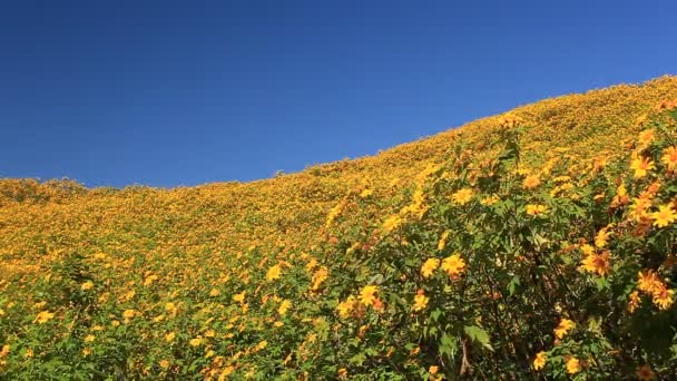 Sunflowers of Mae Hong Son - Footage, Video