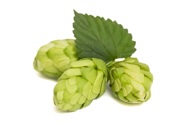 Hop close-up isolated on white background. Fresh green hops on white background - Photo, Image
