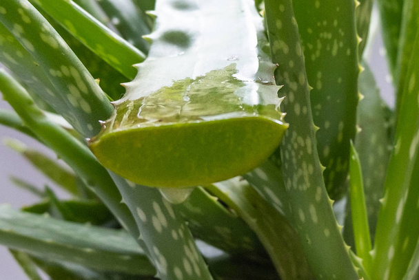 Aloe vera Gel qui a les deux substances pour guérir les cicatrices et utilisé pour produire des boissons santé ou des cosmétiques qui sont bons pour la peau
 - Photo, image