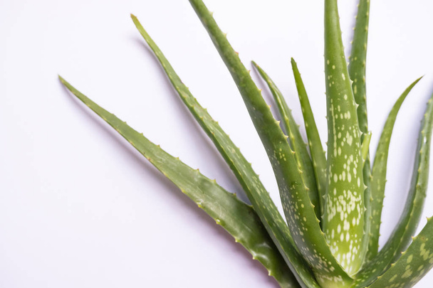Aloe vera Gel that has both substances to cure scars And used to produce health drinks Or cosmetics that are good for the skin - Photo, Image