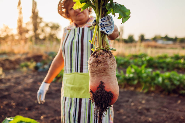 Beetroot. Farmer pulled beetroot out of soil and holding it. Autumn harvesting. Picking vegetables. - Photo, Image