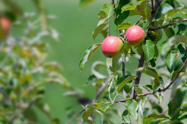 Pink apples on a branch in the garden. Natural background. Ripe fruit of apples - Фото, изображение
