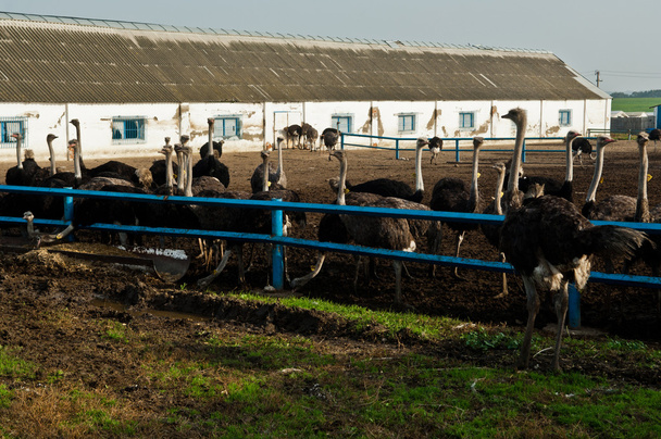 ostrich farm - Foto, Imagen