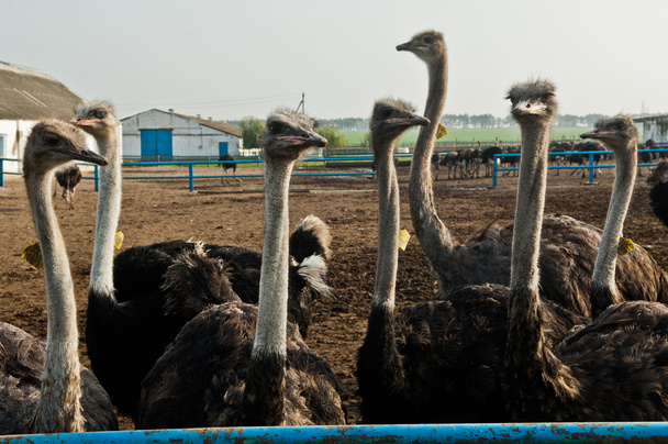 ostrich farm - Fotó, kép