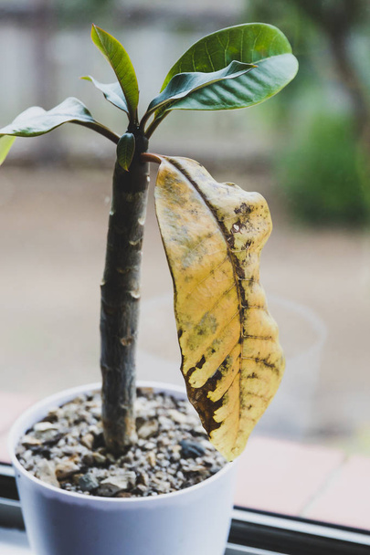 frangipani plumeria plant with one big yellow leaf getting dry i - Фото, изображение