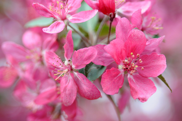 Pink apple tree - Fotoğraf, Görsel