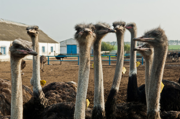 ostrich farm - Foto, Imagem