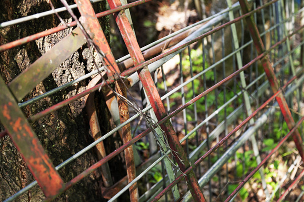 φράκτες, φράχτες και χαλύβδινες σωλήνες έσκυψε σε ένα δέντρο στο Γκρού - Φωτογραφία, εικόνα
