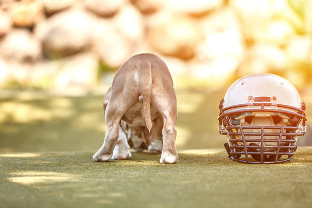 Amerikai futball koncepció. Egy kutya egy amerikai focista egyenruhájában pózol a kamerának egy parkban. Hazafiasság a nemzeti játék, másolás tér, reklám banner. - Fotó, kép