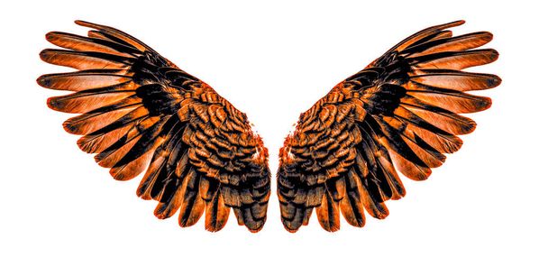 Крылья ангела изолированы на белом фоне - Фото, изображение