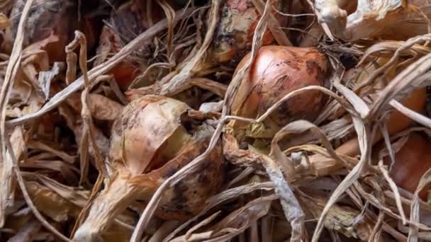 Pan shot di cipolla, Allium, raccolto, raccolto ed essiccazione
 - Filmati, video