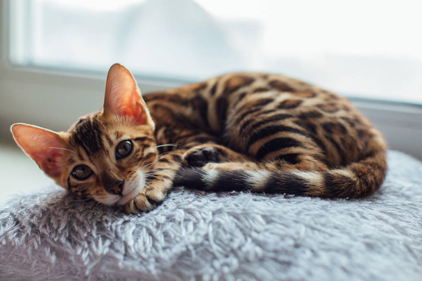 Cute little bengal kitty cat laying on the pillow next to the window - Foto, Imagen