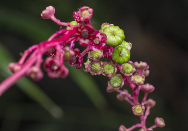 pokeweed the poisonous herbaceous perennial plant - Photo, Image