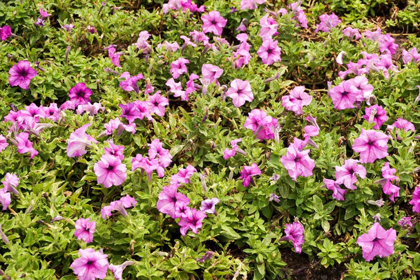 petunia hybryda kwiat w ogrodzie przyrody - Zdjęcie, obraz