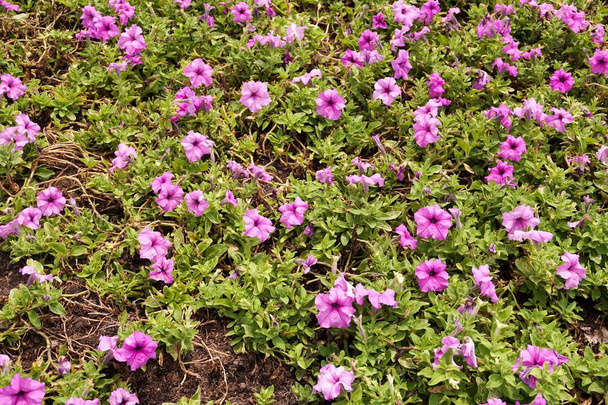 Petunien-Hybridblume im Naturgarten - Foto, Bild