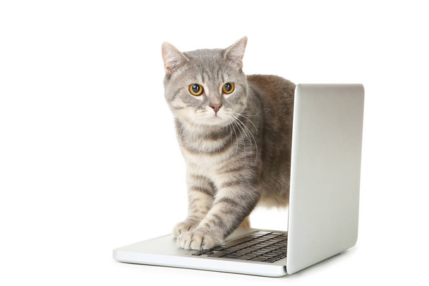 Beautiful cat with laptop computer on white background - Foto, Imagem