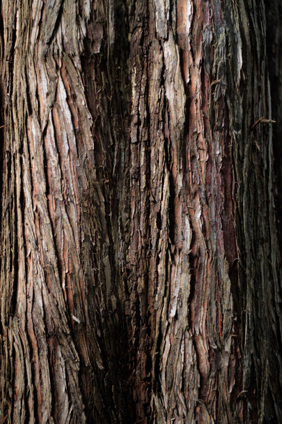 texturierte Holzmuster metasequoia botanischer Garten aus nächster Nähe - Foto, Bild