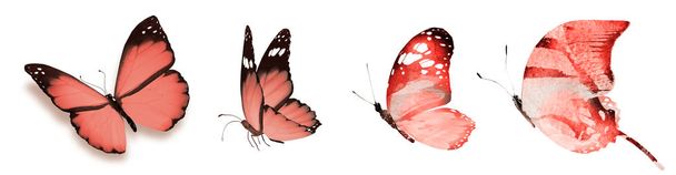 Χρώμα φυσικό και υδατογραφία πεταλούδες, απομονώνονται σε λευκό φόντο - Φωτογραφία, εικόνα