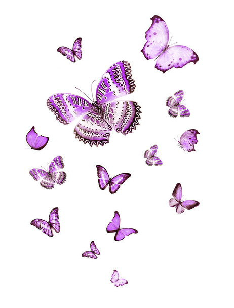 Стая летающих бабочек, изолированных на белом - Фото, изображение