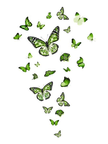 Σμήνη ιπτάμενων πεταλούδων που απομονώνονται σε λευκό - Φωτογραφία, εικόνα