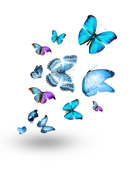 Flock of flying butterflies isolated on white - Foto, Bild