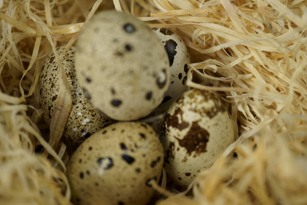 Перепелиные яйца в соломенном гнезде, макрофото
. - Фото, изображение