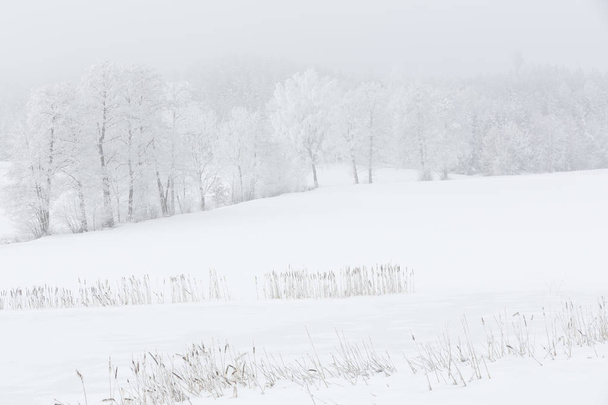 Krajobraz z drzewami pokrytymi szronem w mglisty krajobraz - Zdjęcie, obraz