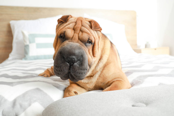 Χαριτωμένος σκύλος Σαρ-Πέι ξαπλωμένο στο κρεβάτι στο σπίτι - Φωτογραφία, εικόνα