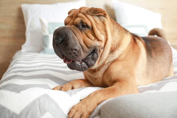 Schattige Shar-Pei hond liggend op bed thuis - Foto, afbeelding